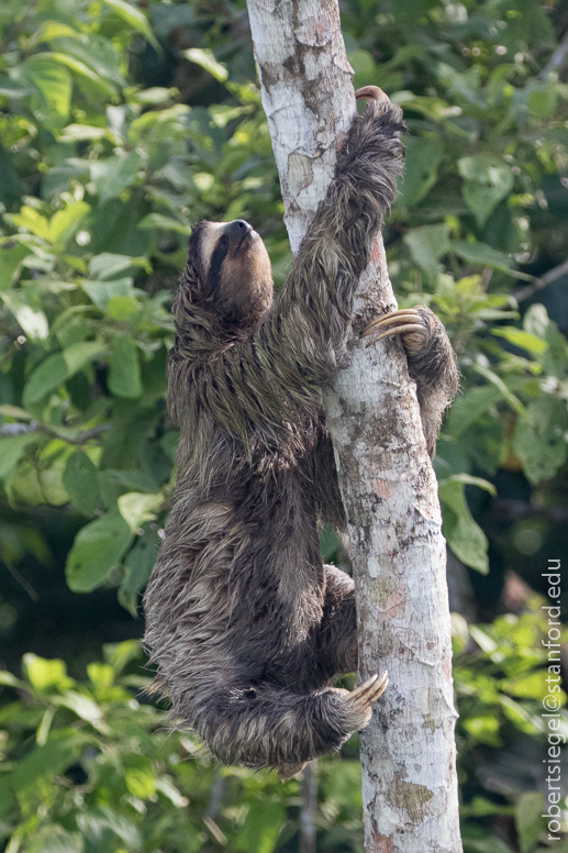 panama